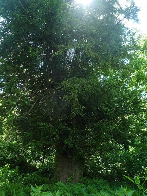 Oldest Trees Najstarsze Drzewa Cis W Bystrzycy Yew In Bystrzyca