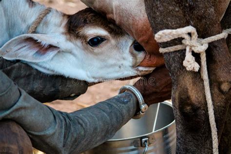 Baby Calf Drinking Mothers Milkwhite Calf Drinking Milk From Mother