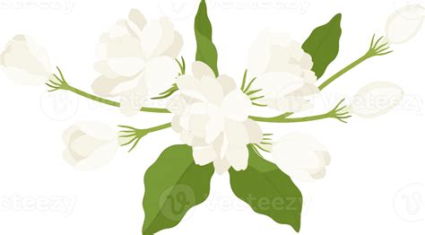Bouquet Of Jasmine Flower Illustration 10172244 Png