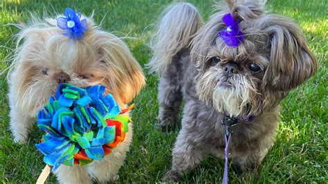 DOGS GONE WILD! - YouTube