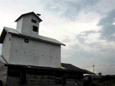 Ada yang menghasilkan lebih dari yang dibayangkan. RUMAH WALET DI MARTAPURA - YouTube