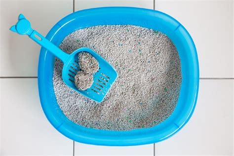 Clumping Vs Non Clumping Cat Litter Vet Reviewed Pros Cons And Which