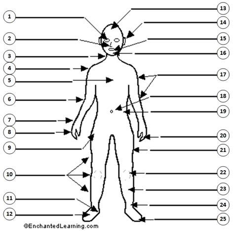 English Exercises Body Parts Labelling Activity