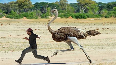 Giant Ostrich Can Attack Amazing Prominent Eyes Giant Ostrich Video