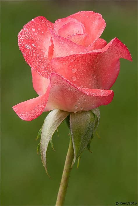 Pink Rose With Dew Drops Beautiful Flowers Wallpapers Beautiful Rose