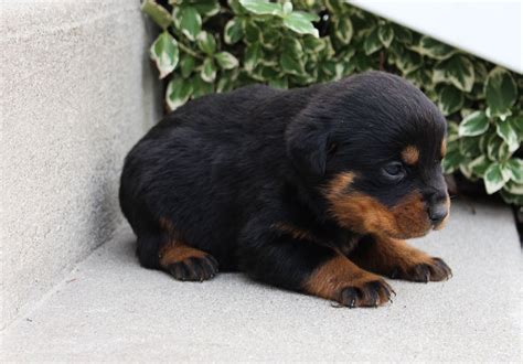 Gorgeous m/f german rottweiler pups looking for their forever home,they are 10 weeks ole,akc reg and well socialized with kids and other animals and a. Landle - A new male AKC Rottweiler puppy born in Grabill, Indiana | VIP Puppies