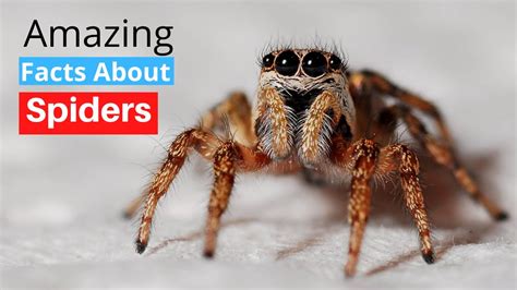 10 Amazing Facts About Spiders Youtube