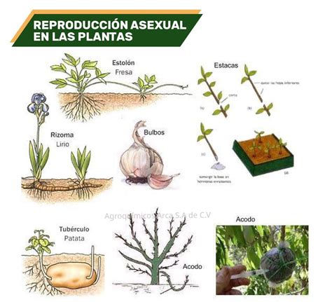 Reproduccion Asexual De Las Plantas Dinami