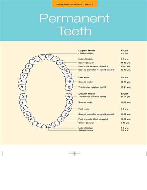 Permanent Tooth Eruption Chart Free Download