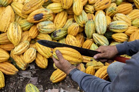 Cocoa Farmer Breaking Cocoa Pods On A Plantation In Intag Valley