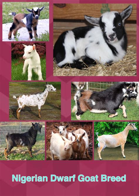 Nigerian Dwarf Goat Collage Made By Me A With Images Nigerian