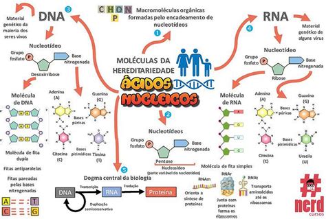 Mapas Mentais Biologia Ácido Nucleico Mapas Mentais Bioquimica