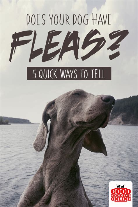 Does My Dog Have Fleas 5 Signs To Know It Good Doggies Online Good