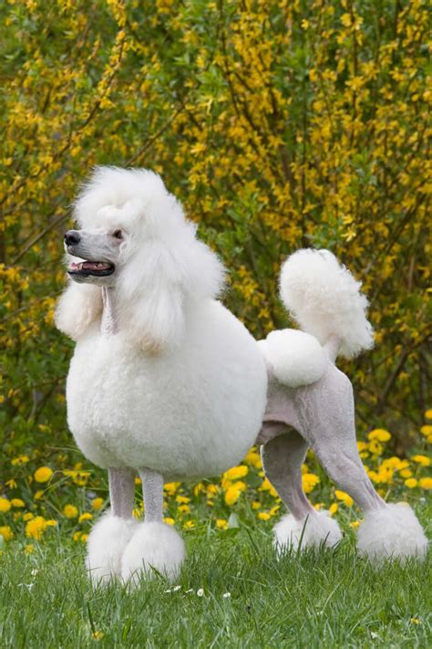 What Kind Of Dogs Are Poodles