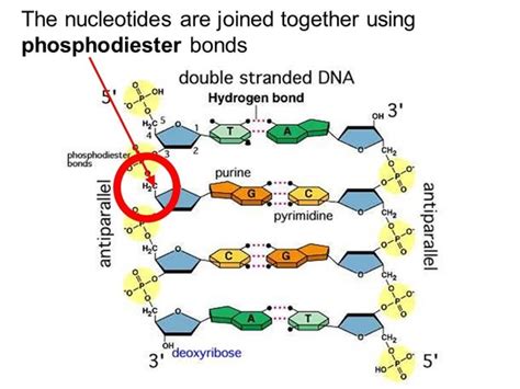 Coli bacterium carries its genetic instructions in a dna molecule that contains first, information stored in the dna molecule must be copied, with minimal errors, every time a cell divides. What are the types of bonds found in DNA? - Quora