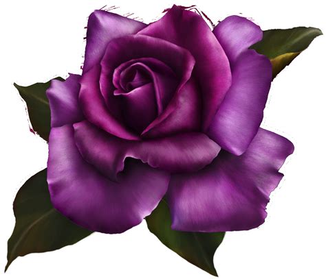 √ Purple Rose Transparent Background