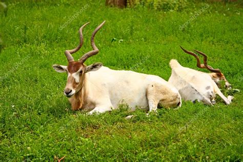 Addaxes are also known as white antelopes and the screwhorn antelopes. Addax antelope — Stock Photo © Boris15 #5355469