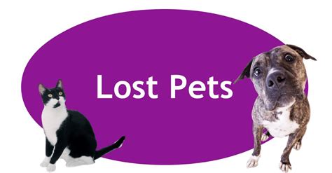 Lost And Found Pets Washingtonsunnyland Area