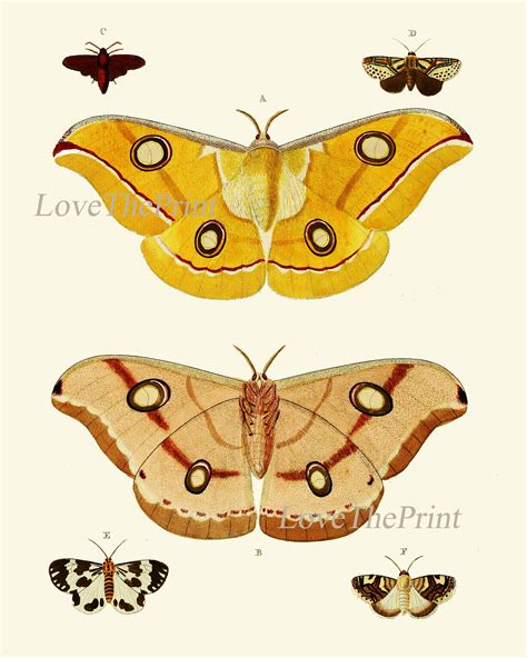 Mariposa impresión SET de 4 impresiones hermosas mariposas Etsy