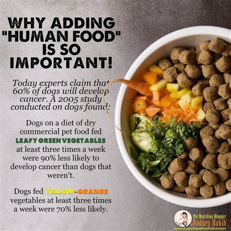 Heres Why It Is So Important To Add Fresh “human Food” To Your Pets