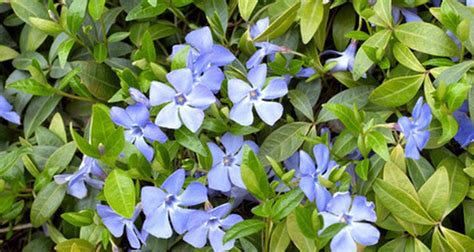 According to clemson university, spacing either cuttings or. Can You Start Vinca From Cuttings?