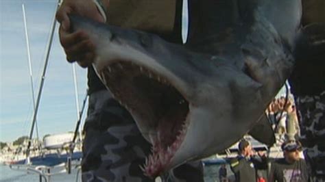 Photo Gallery Shark Tournament On Marthas Vineyard Boston 25 News