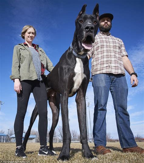 Worlds Tallest Dog Meet Great Dane Rocko 7 Feet Tall And 167 Pounds