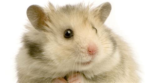 Download Wallpaper 1920x1080 Hamster Rodent Feathers