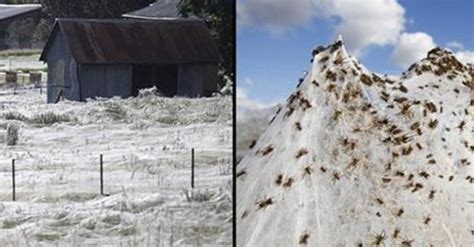 millions of spiders rain down from the sky in australia covering everything in webs boredombash
