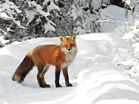 Red Fox Vulpes Vulpes Minnesota Mammals Umn Duluth