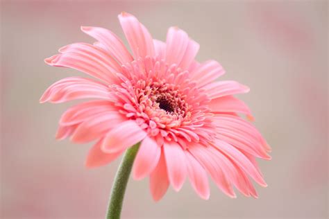 Pastel Flower Wallpapers Top Free Pastel Flower Backgrounds