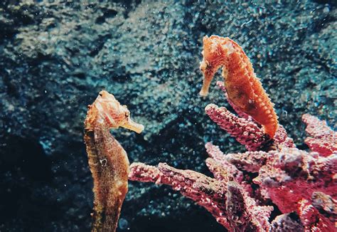 50 Surprising Seahorse Facts That You Never Knew About