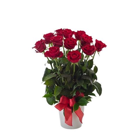 1 Dozen Long Stem Red Roses In Ceramic Vase Perth