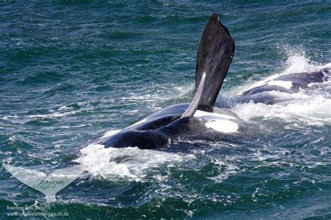 Walker Bay Whale Season Starts Soon Africa Geographic Whale