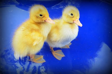 Baby Ducks Kristinikond1x Flickr
