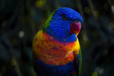 Download this wallpaper from the following resolutions. Blue, orange, green, and red parrot HD wallpaper ...