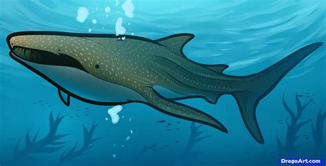 How To Draw A Whale Shark Whale Shark Step By Step Sea Animals