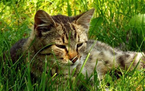 Wallpaper Cat Lying On Grass To Rest 3840x2160 Uhd 4k