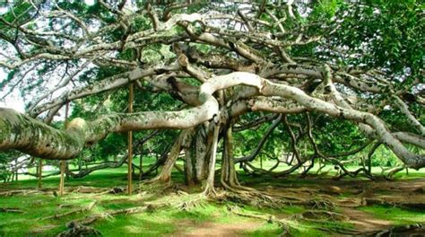 Conoce El árbol Más Grande Del Mundo Pro Bosque Chapultepec