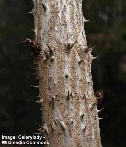 18 Types Of Trees With Thorns With Pictures Identification Guide