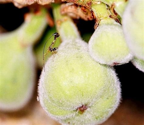 Parasitic Fig Wasps Sniff Out Hosts With Their Butts Wasp Fig Hosting