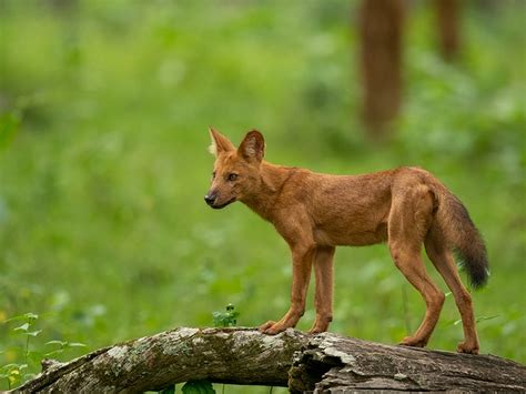 What Is A Dhole And Do They Make Good Pets History And Facts Explained