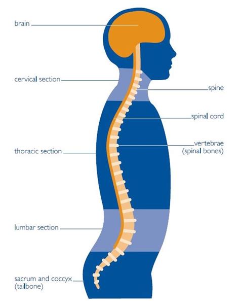 Jun 09, 2021 · the human digestive system definition. Diagram of the Central Nervous System | Nervous System | Pinterest | Central nervous system ...