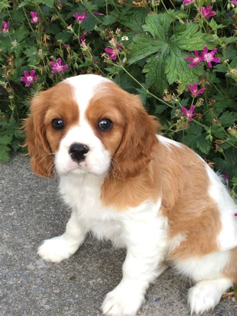 Cavalier King Charles Spaniel Puppies For Sale Adoption From Negeri