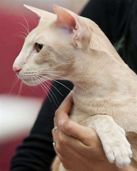 Siamese Cat Ginger British Shorthair