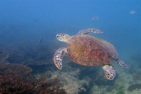 How Fast Can A Sea Turtle Swim Olive Ridley Project
