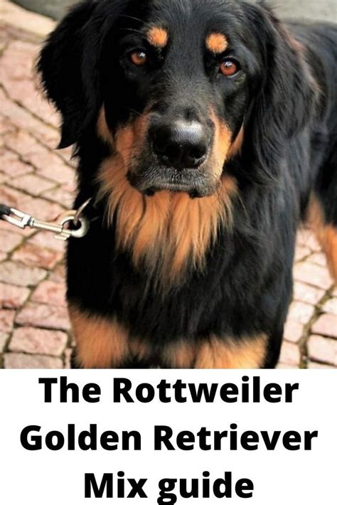 A golden retriever rottweiler mix puppy will cost anywhere from $200 to $2,000. The Rottweiler Golden Retriever Mix - Labrottie.com | Rottweiler mix puppies, Golden retriever ...