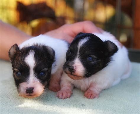 Roads End Papillons 3 Weeks Old Papillon Puppies
