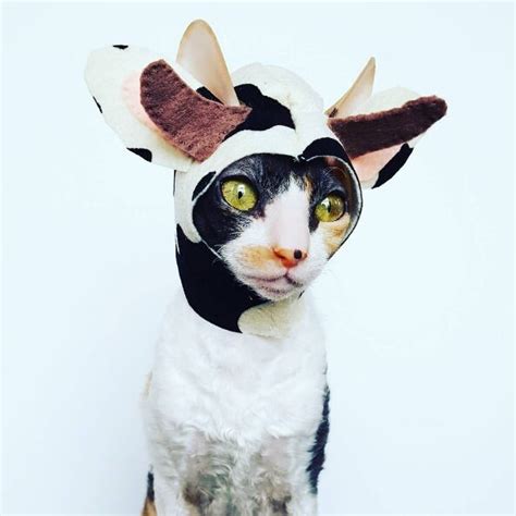 Cow Cat Hat Etsy