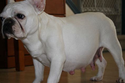 Frenchie Pregnancy Guide Signs Stages And Care Tips Imp Points